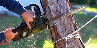 Best Stump Grinding and Removal  in El Rio, CA