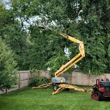 Tree and Shrub Care in El Rio, CA