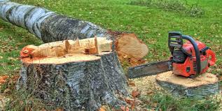 Best Tree Trimming and Pruning  in El Rio, CA