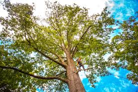 Best Tree Mulching  in El Rio, CA