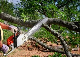 How Our Tree Care Process Works  in  El Rio, CA