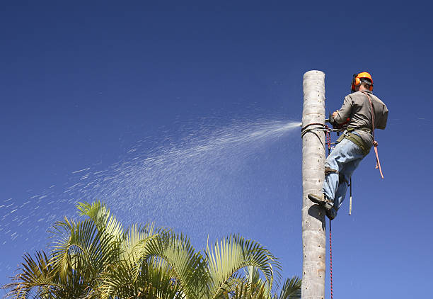 Best Landscape Design and Installation  in El Rio, CA