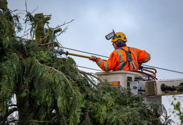 Best Arborist Consultation Services  in El Rio, CA