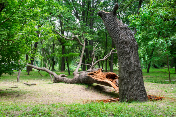Best Lawn Disease Treatment  in El Rio, CA