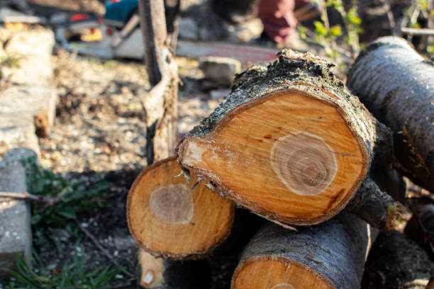 Best Fruit Tree Pruning  in El Rio, CA