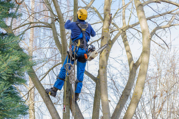 Best Hedge Trimming  in El Rio, CA
