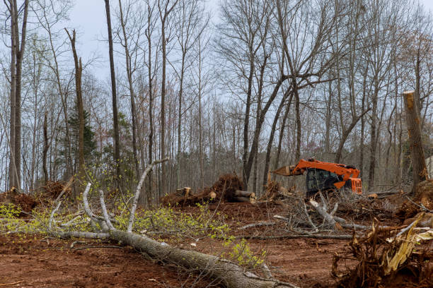 Trusted El Rio, CA Tree Care Experts
