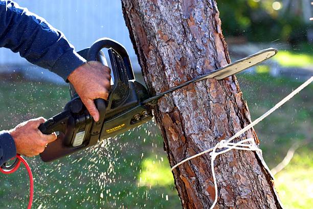 Best Lawn Pest Prevention  in El Rio, CA
