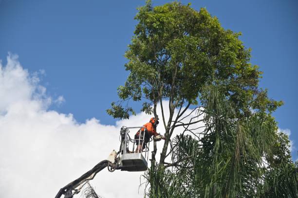 Lawn Maintenance Plans in El Rio, CA