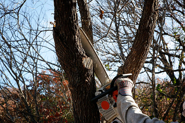 Best Tree Cabling and Bracing  in El Rio, CA