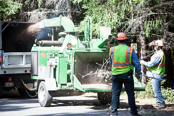 Best Sod Installation  in El Rio, CA