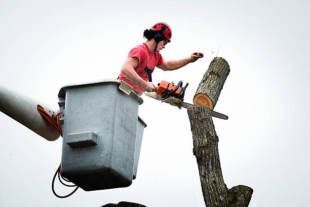 Best Emergency Tree Removal  in El Rio, CA