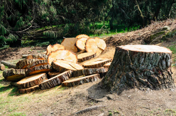 Best Tree Preservation Services  in El Rio, CA
